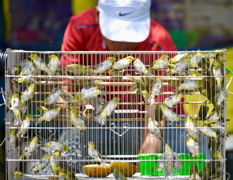 [PHOTO] Bird release: Hanoians’ good habit in Vu Lan Festival 