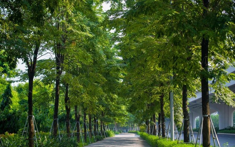 Hanoi’s main thoroughfare becomes green again