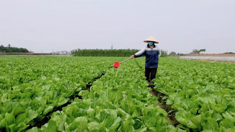 Proper pesticides use towards Hanoi’s safe farming