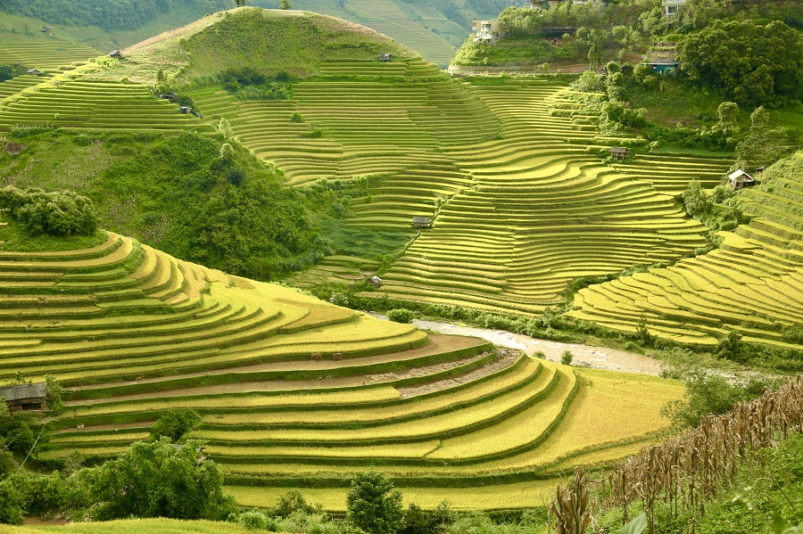 Ripening rice season in Mu Cang Chai