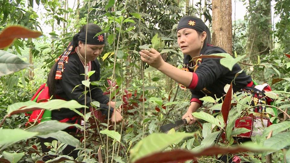 Hanoi's ethnic people keep traditional medicine alive