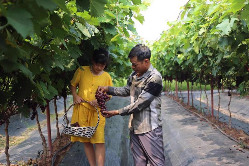 Hanoi expands modern agricultural model associated with rural tourism  