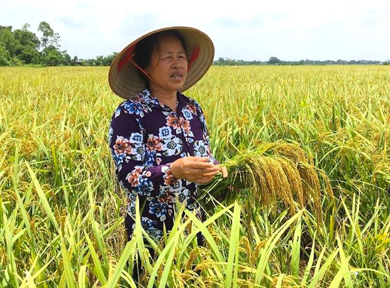 Hanoi to remove bottlenecks to improve urban agriculture