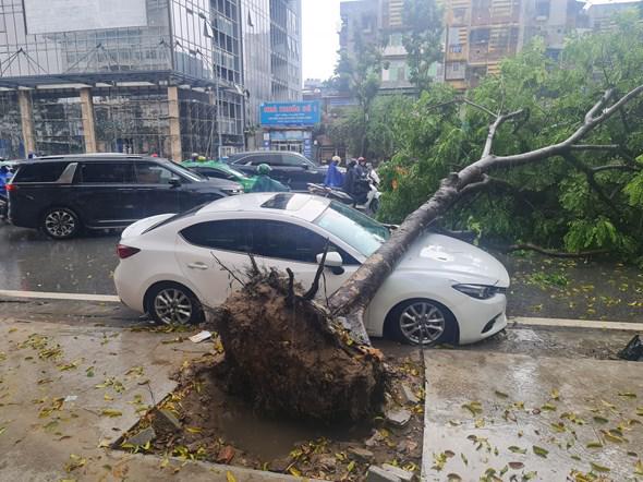 Hanoi to remove trees in poor conditions