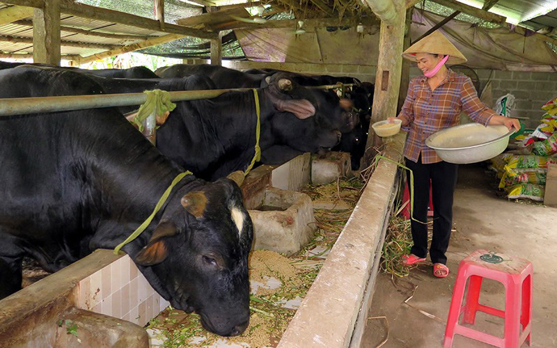 Hanoi, Wallonia region head toward further cooperation in cattle farming