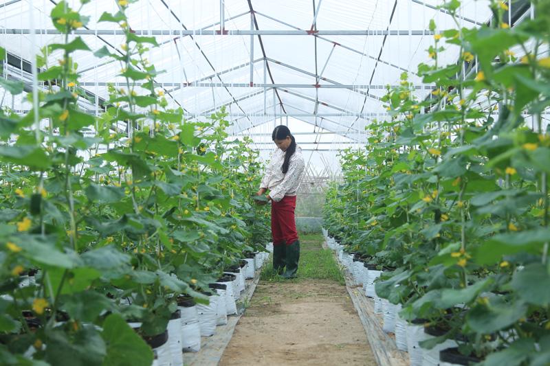 Hanoi steps up agricultural production to meet domestic demand