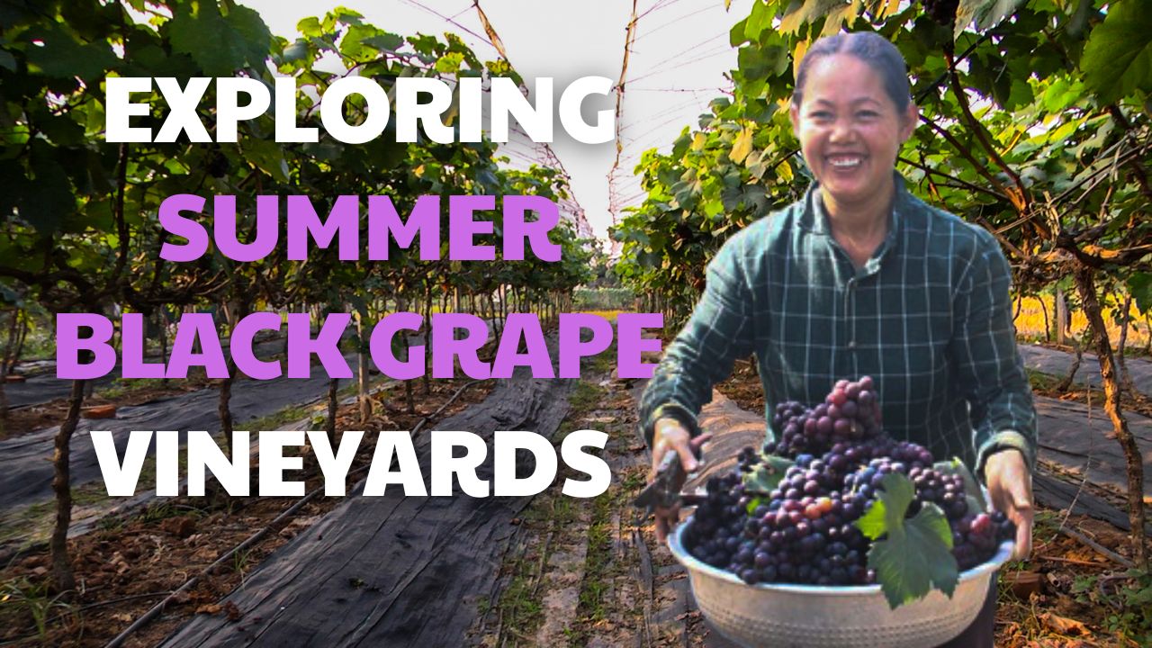 Exploring Summer Black grape vineyards in Hanoi