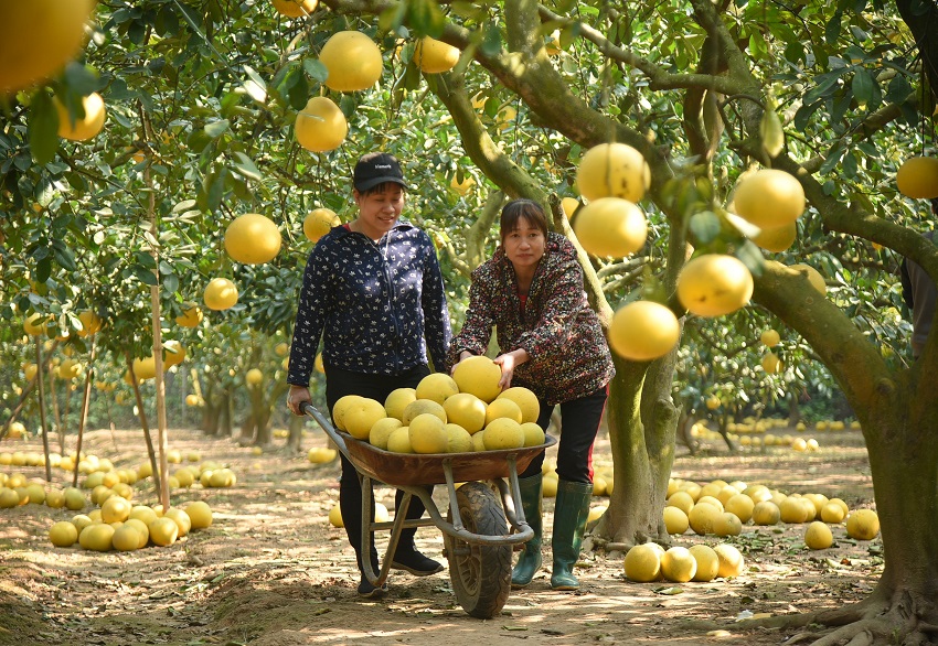 Busy harvesting season at Hanoi's famous grapefruit hub 