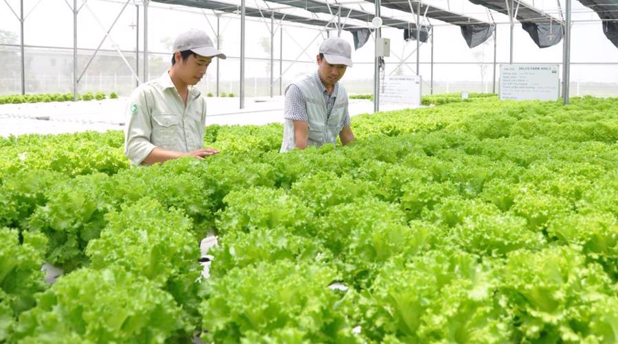 Vietnam to add value to vegetable and fruit 