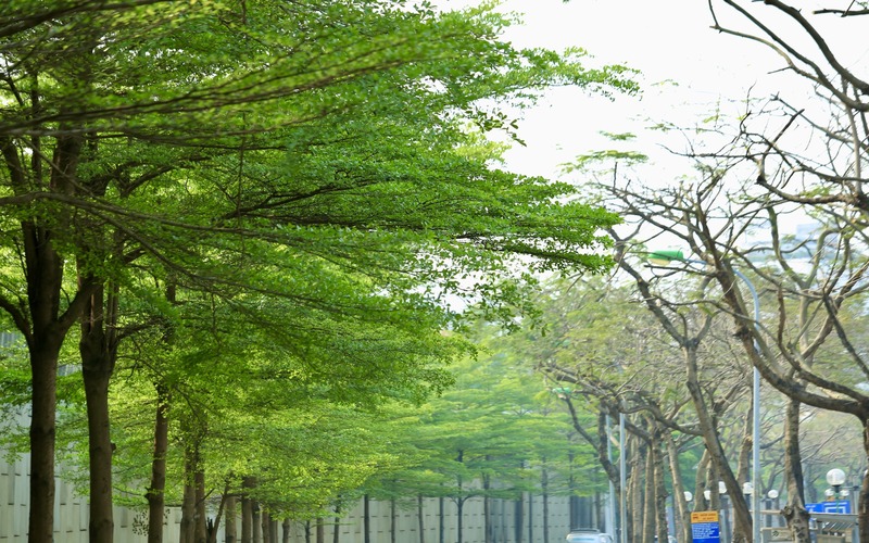 Bucida molinetii with small green leaves, amazingly photogenic corners in Hanoi