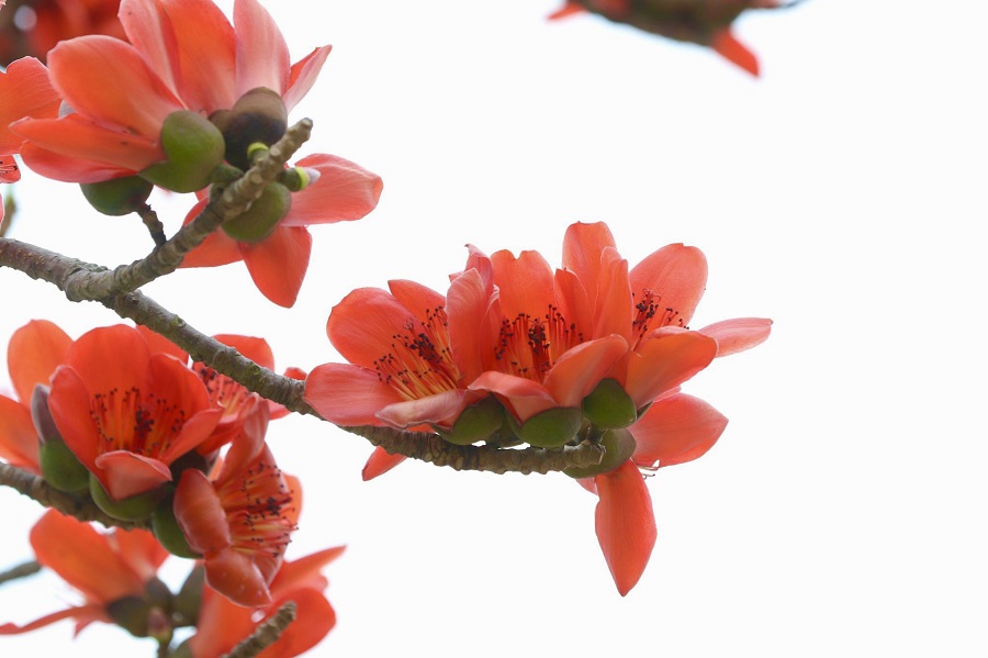 Bombax ceiba tree blooms in streets to herald Summer in Hanoi