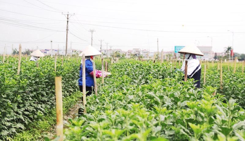 Hanoi promotes concentrated agricultural areas