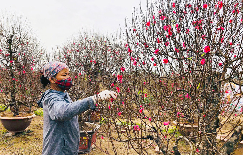 Peach blossom farming lifts Van Tao Commune out of poverty