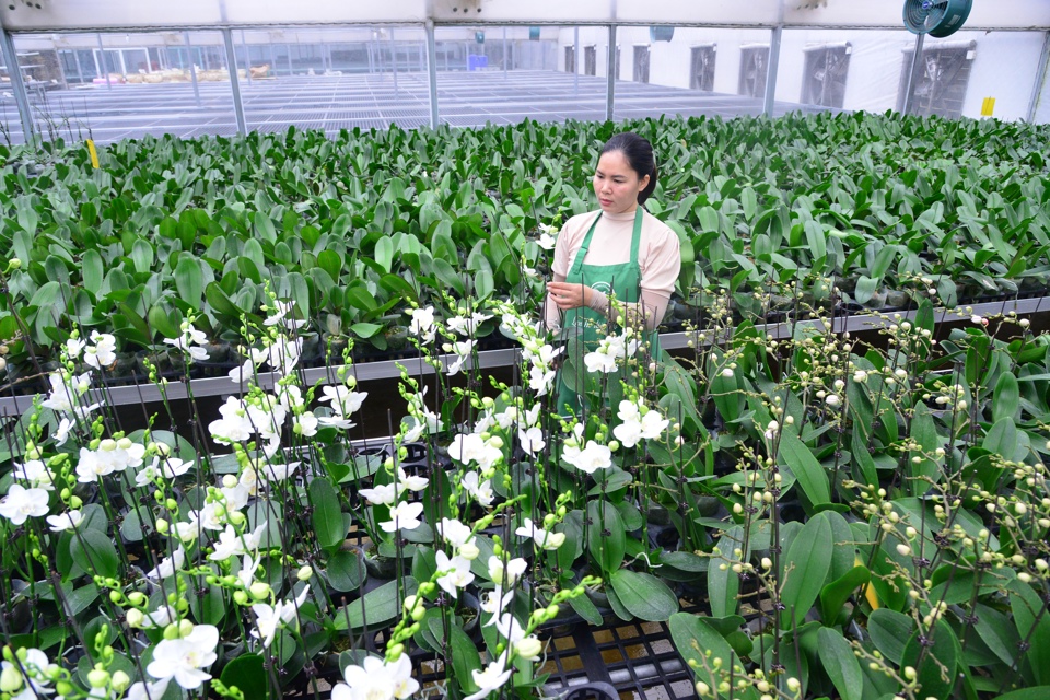 Hanoi's agriculture on the road to differentiation