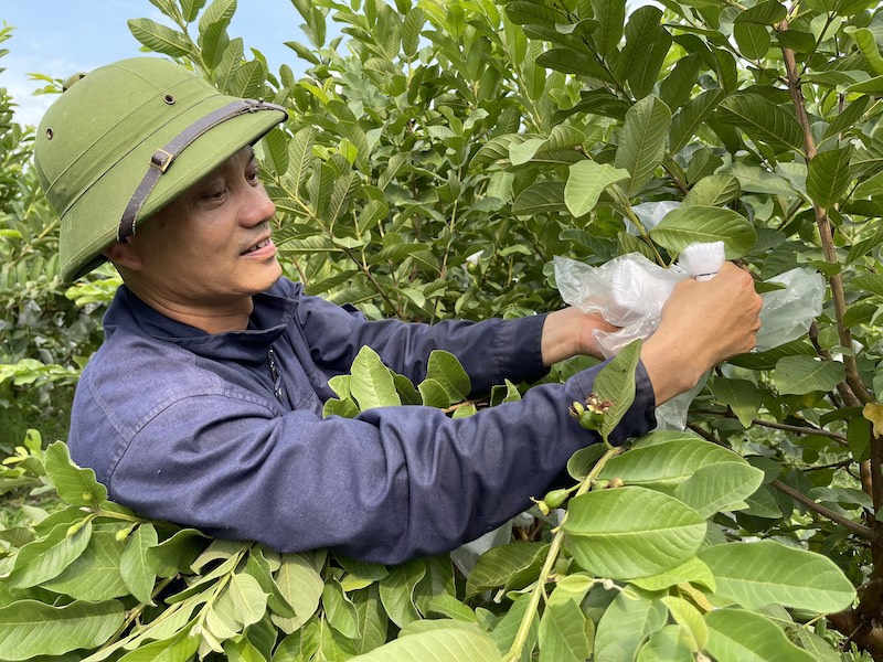 Dong Mai promotes consumption of VietGap fruits  