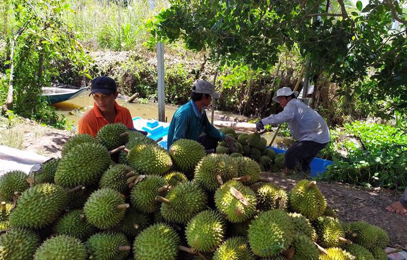 Vietnam’s vegetable exports reach record high