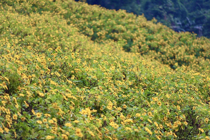 The Tithonia diversifolia is in full bloom with thousands of the tiny yellow-almost-orange wildflowers in a wide swath of the park, stretching along the 12.5-kilometer roadside all the way to the top of Ba Vi Mountain.