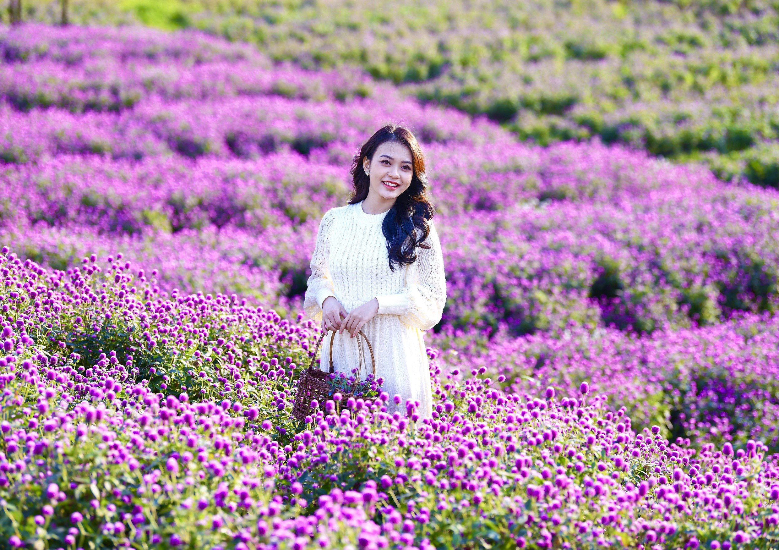 Dreamy garden of Amaratoide flower attracts numerous Hanoians