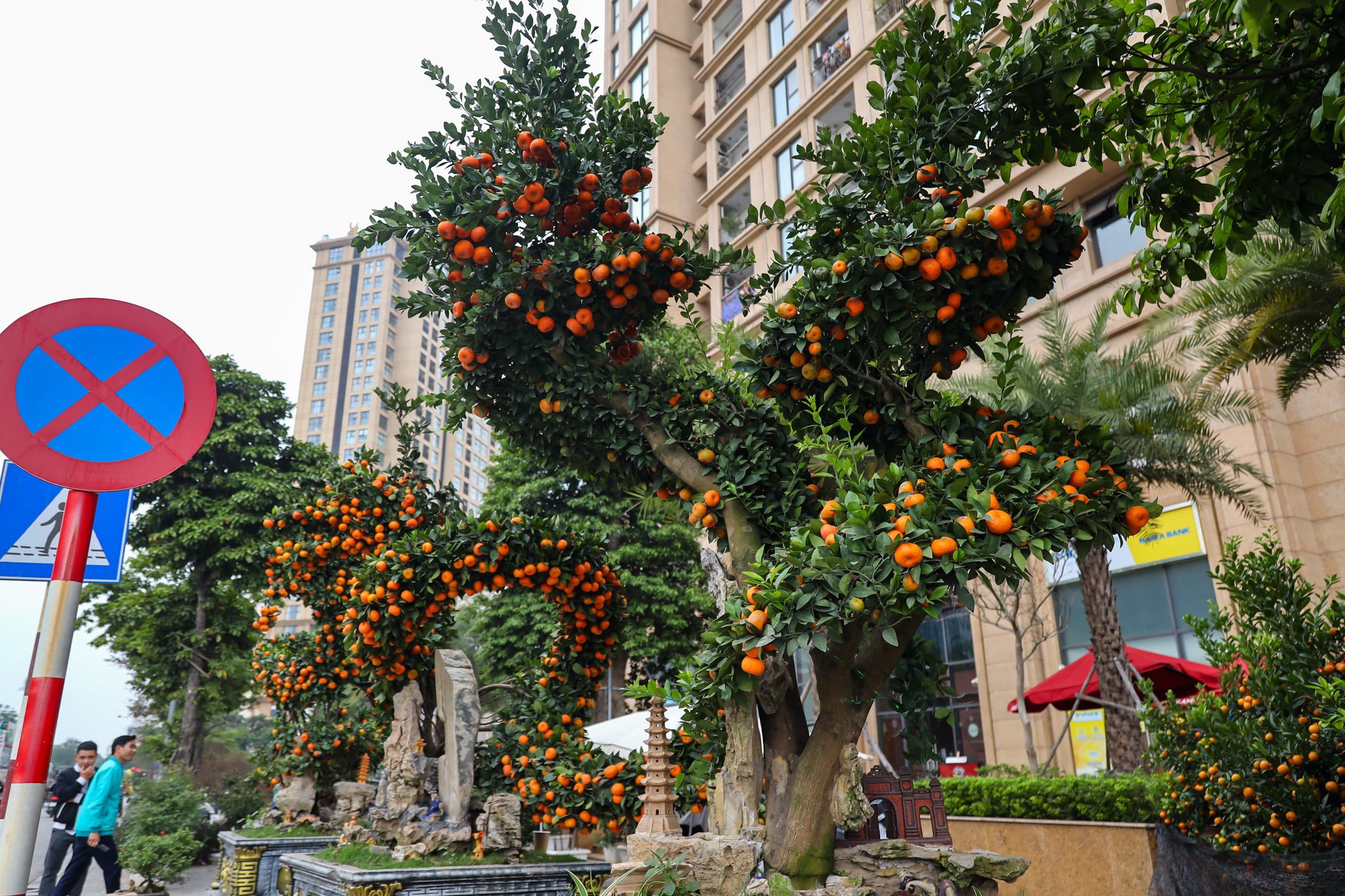 Giant dragon-shaped kumquat bonsais amaze passers-by in Hanoi 