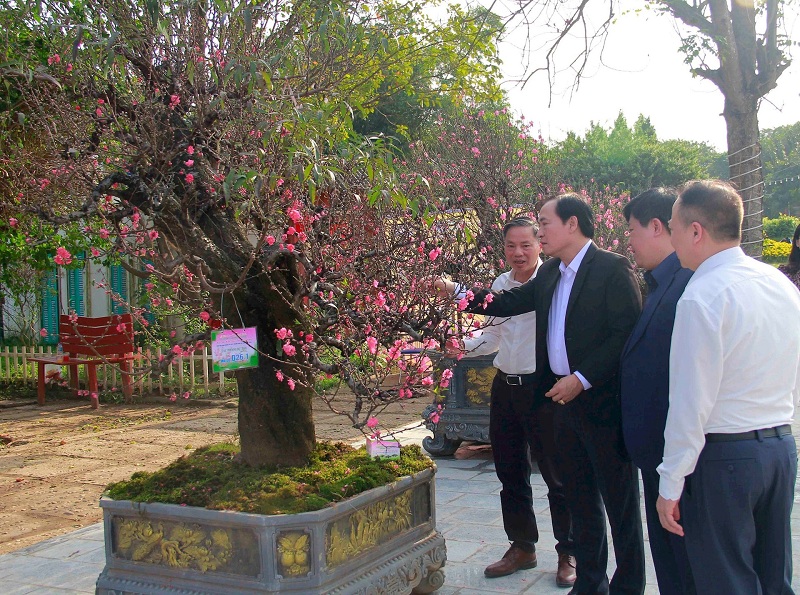 Hanoi hosts first Tet peach blossom contest