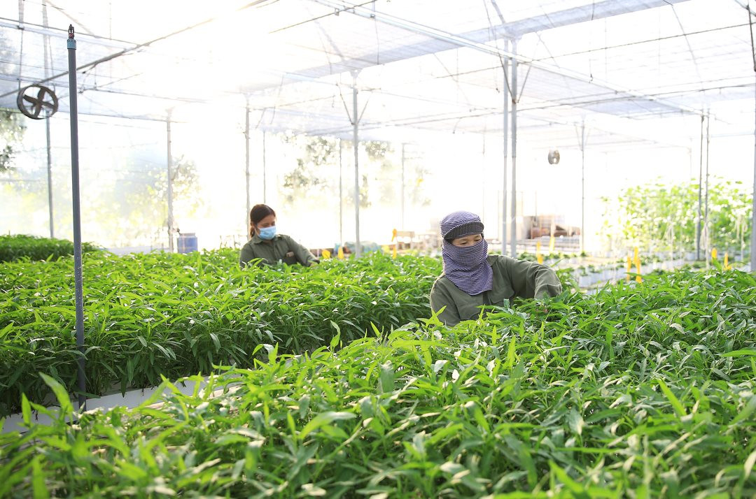 A new vision for Hanoi agriculture in 2024