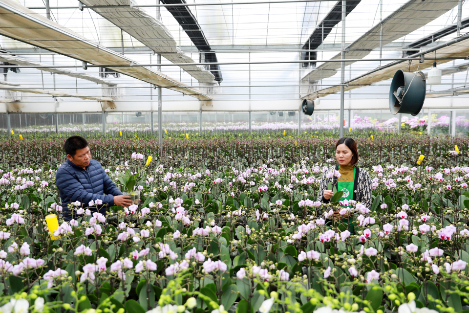 Hanoi's flower village bustling with Tet preparations 