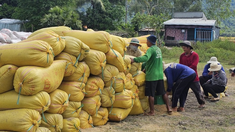 Vietnam to grow one million hectares of low-carbon rice 