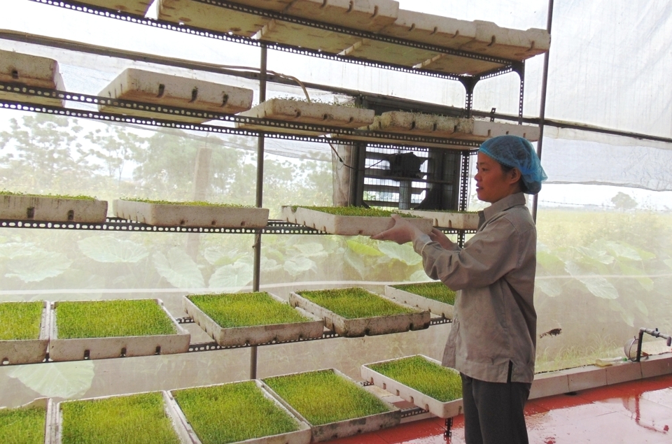 Hanoi cooperatives expect breakthrough in 2024