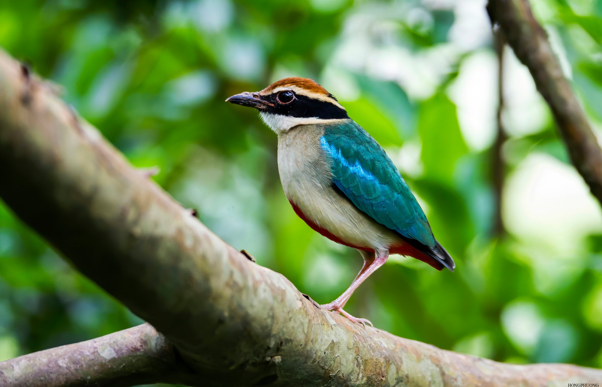 Hanoi to turn alluvial islet on Red River into bird sanctuary