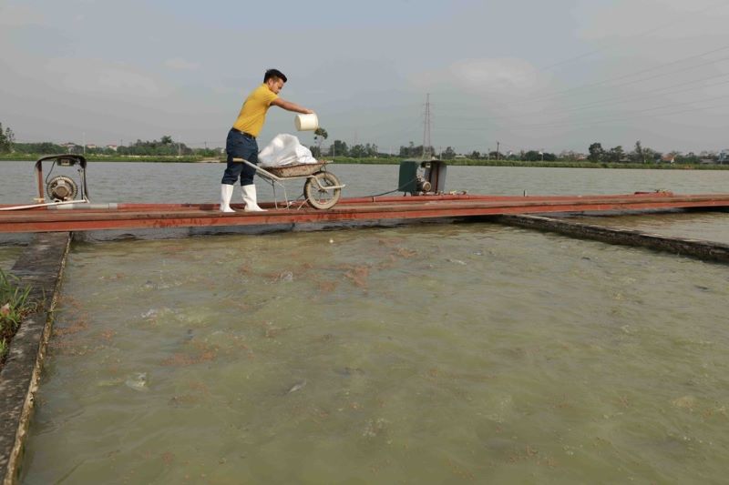 Hanoi boosts sustainable aquaculture with high-tech farming