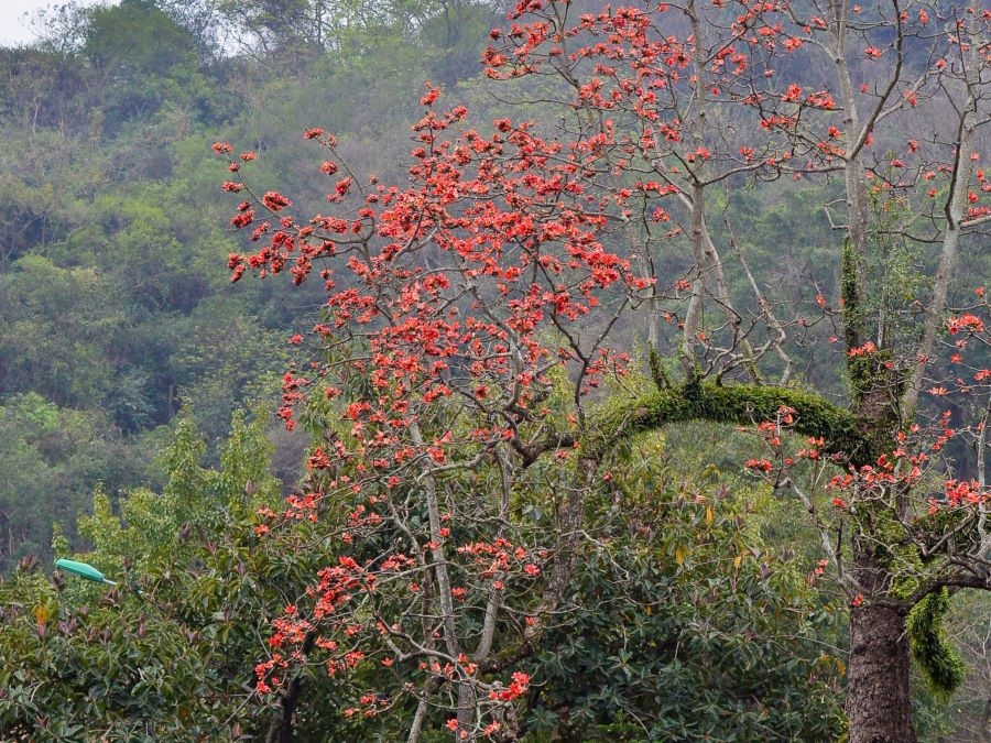 Thay Pagoda's poetic beauty in Bombax Ceiba Blossom season