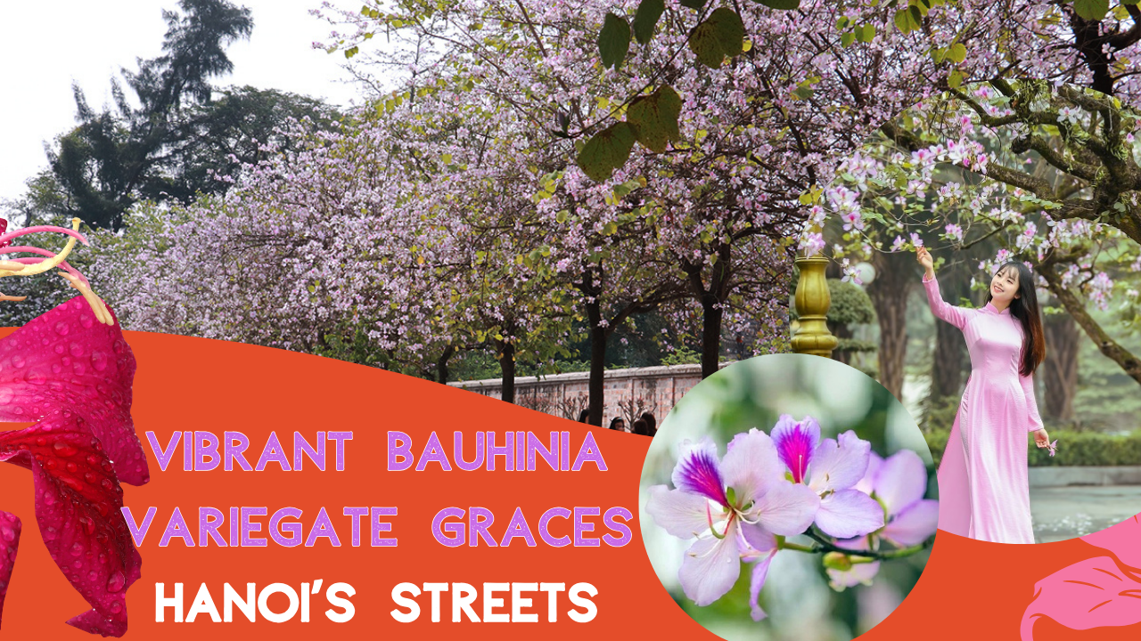 Vibrant Bauhinia variegate graces Hanoi’s streets 