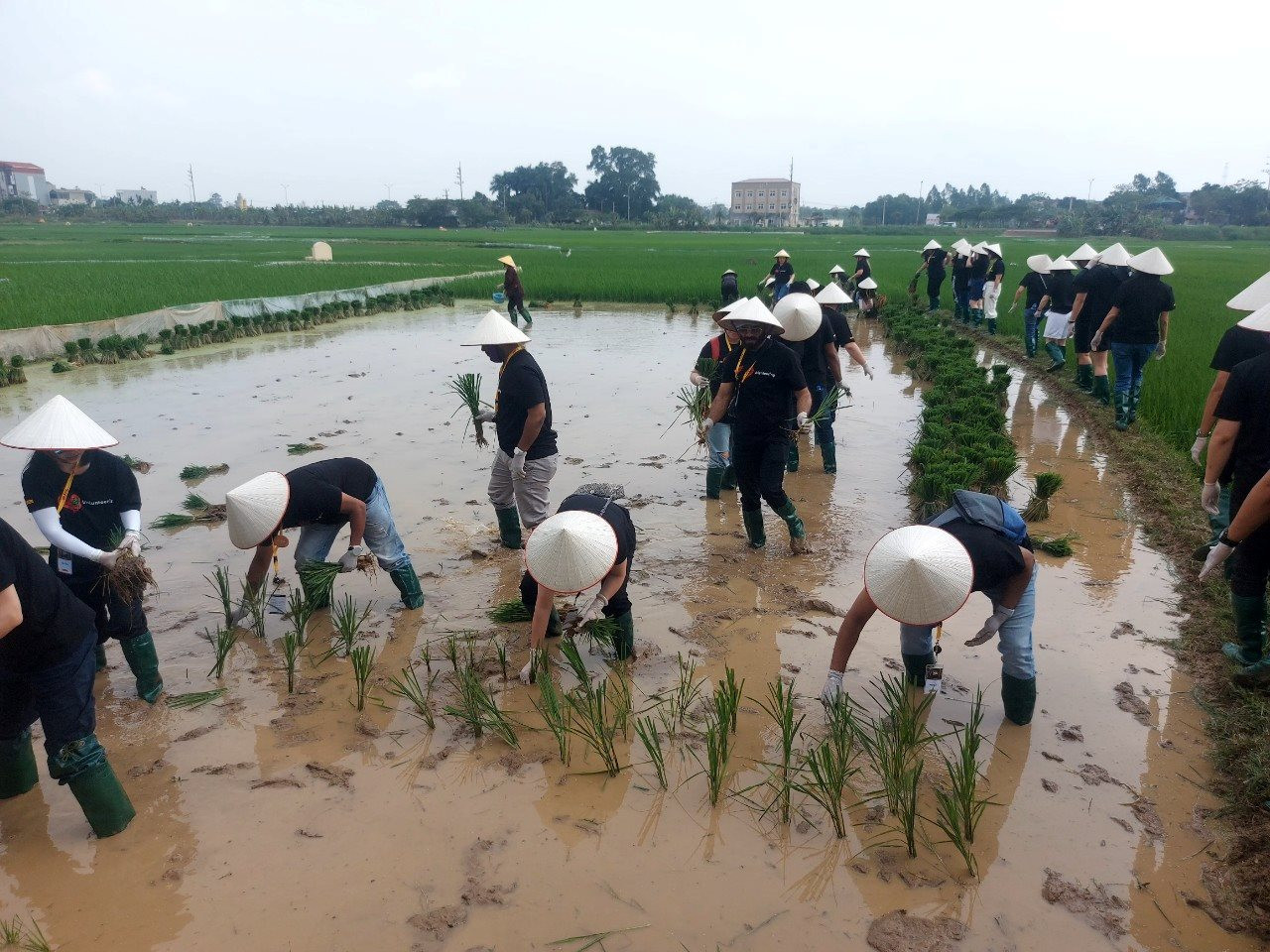 Day-as-a-farmer tour in Duong Lam attracts visitors