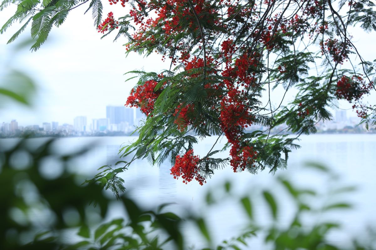 Breathtaking West Lake in summer bloom 