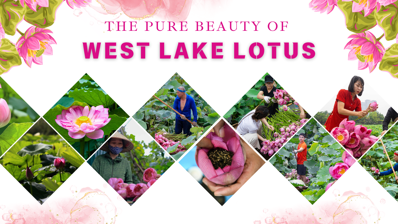 The pure beauty of West Lake lotus