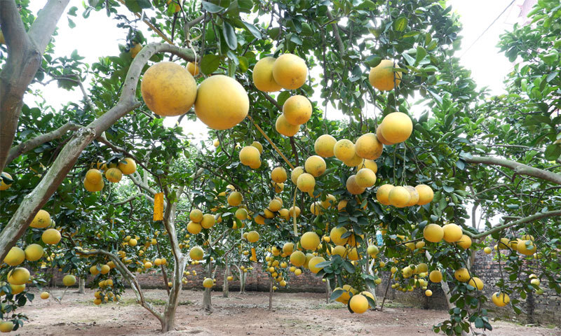 Hanoi replicates world-class pomelo plantations