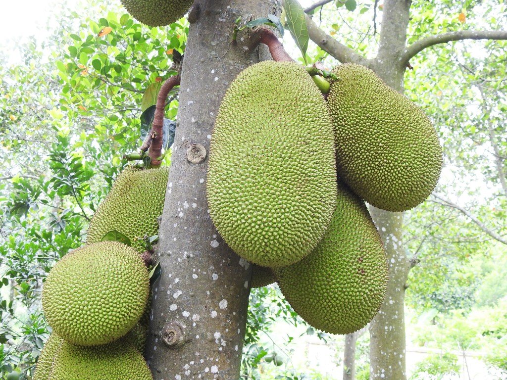 Hanoi expands jackfruit plantations