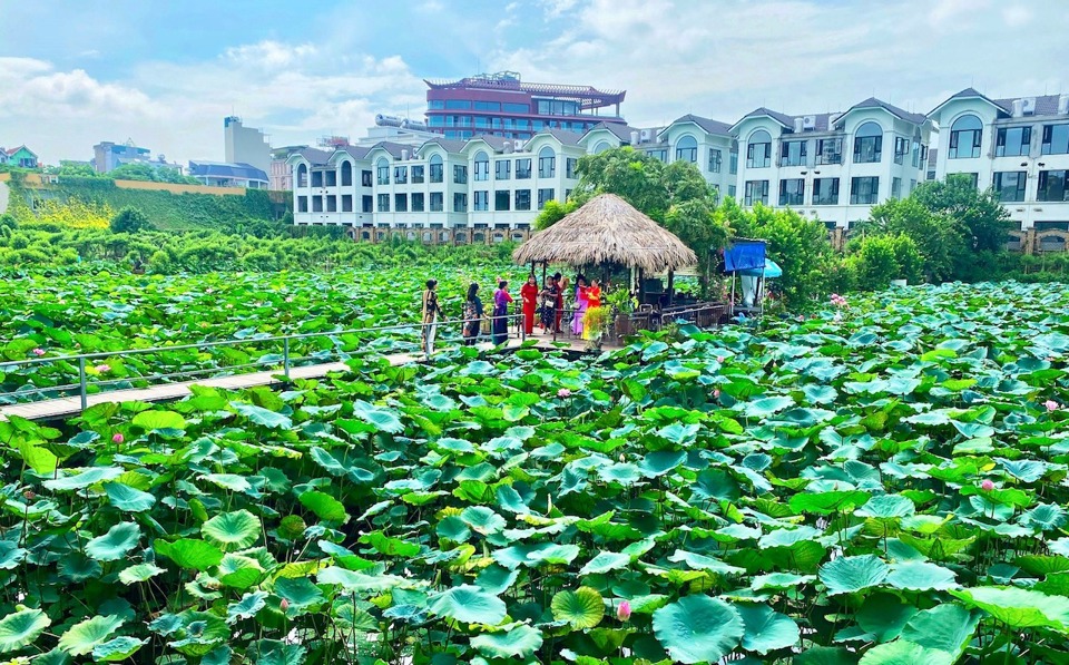 Hanoi leverages lotus value chain