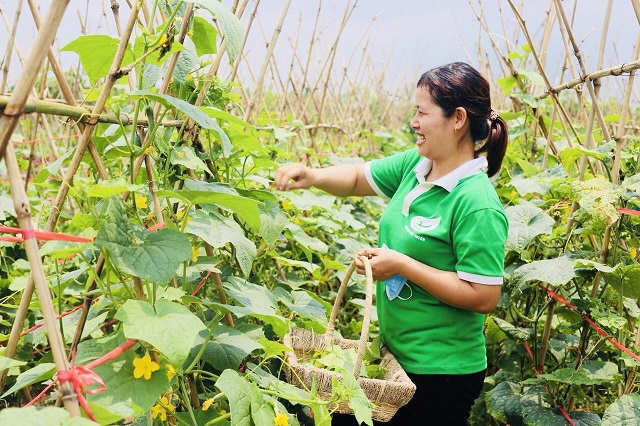 Hanoi uses technology and certification to boost green farming