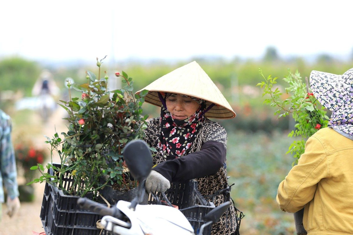 Hanoi to turn ornamental flowers and plants into premium agricultural products