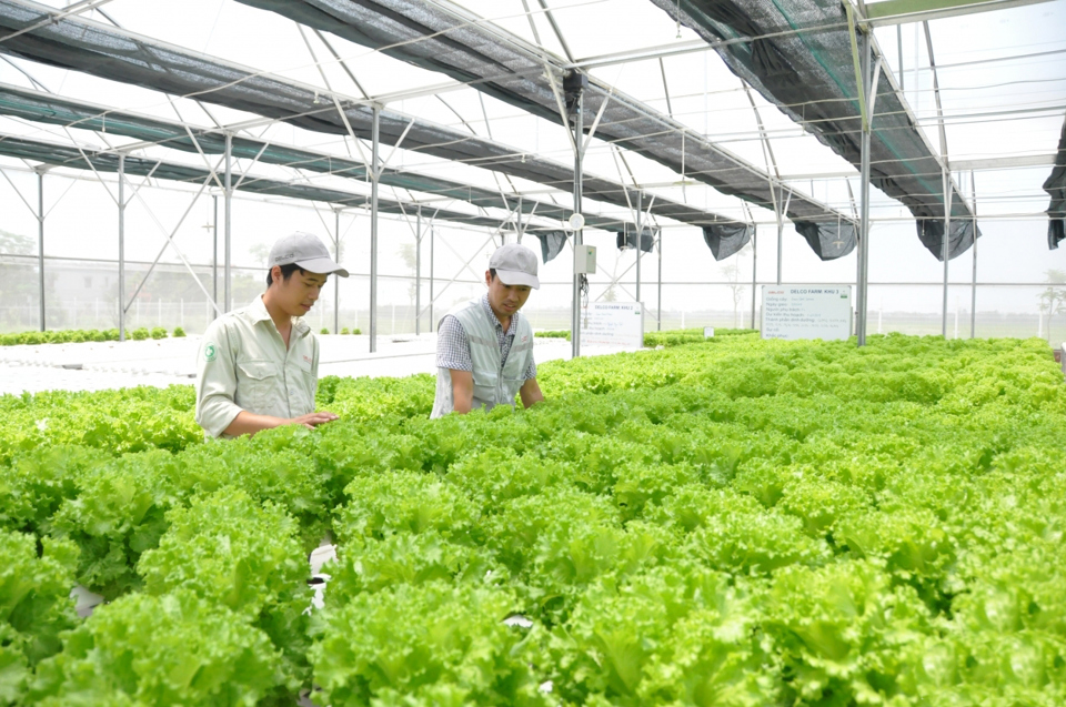 Urban farming initiatives transform Hanoi's agriculture