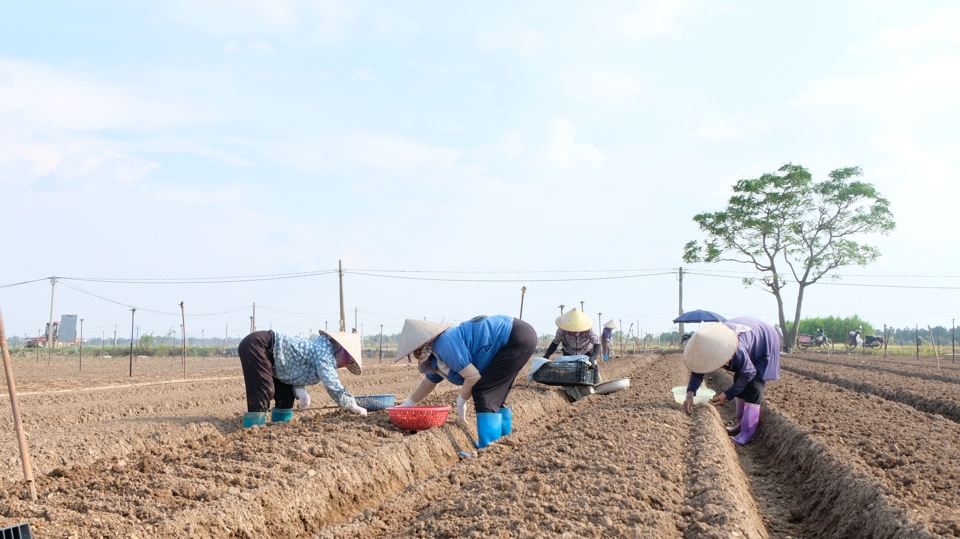 Hanoi aims to boost agriculture after typhoon strikes