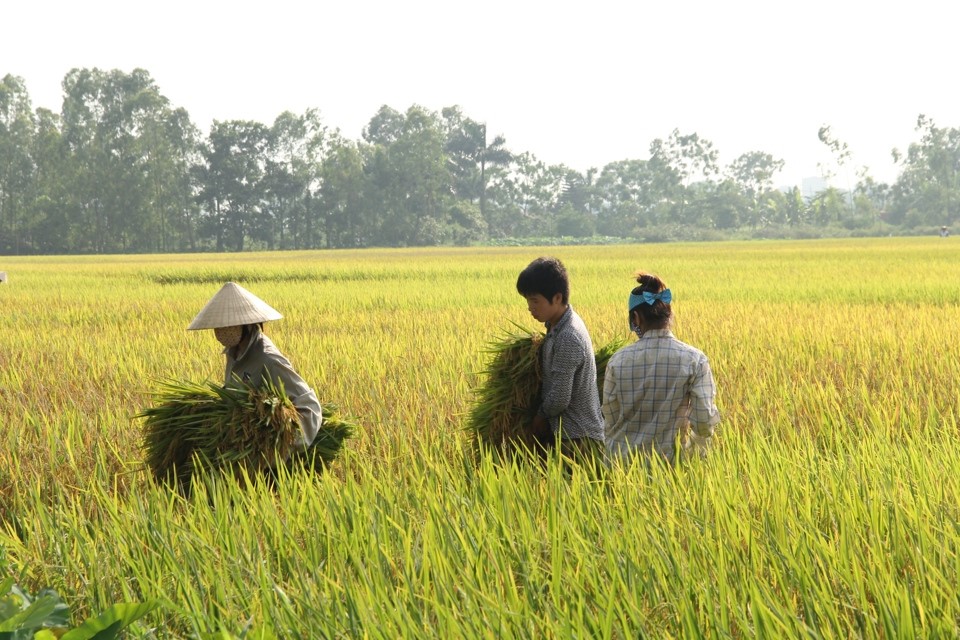 Cultivating inclusive and transformational change in agriculture