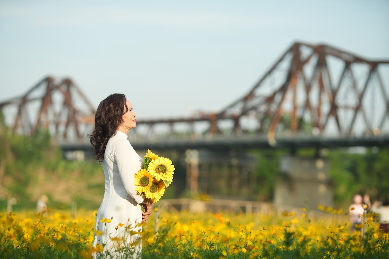 Breathtaking cosmos flower fields under Long Bien Bridge