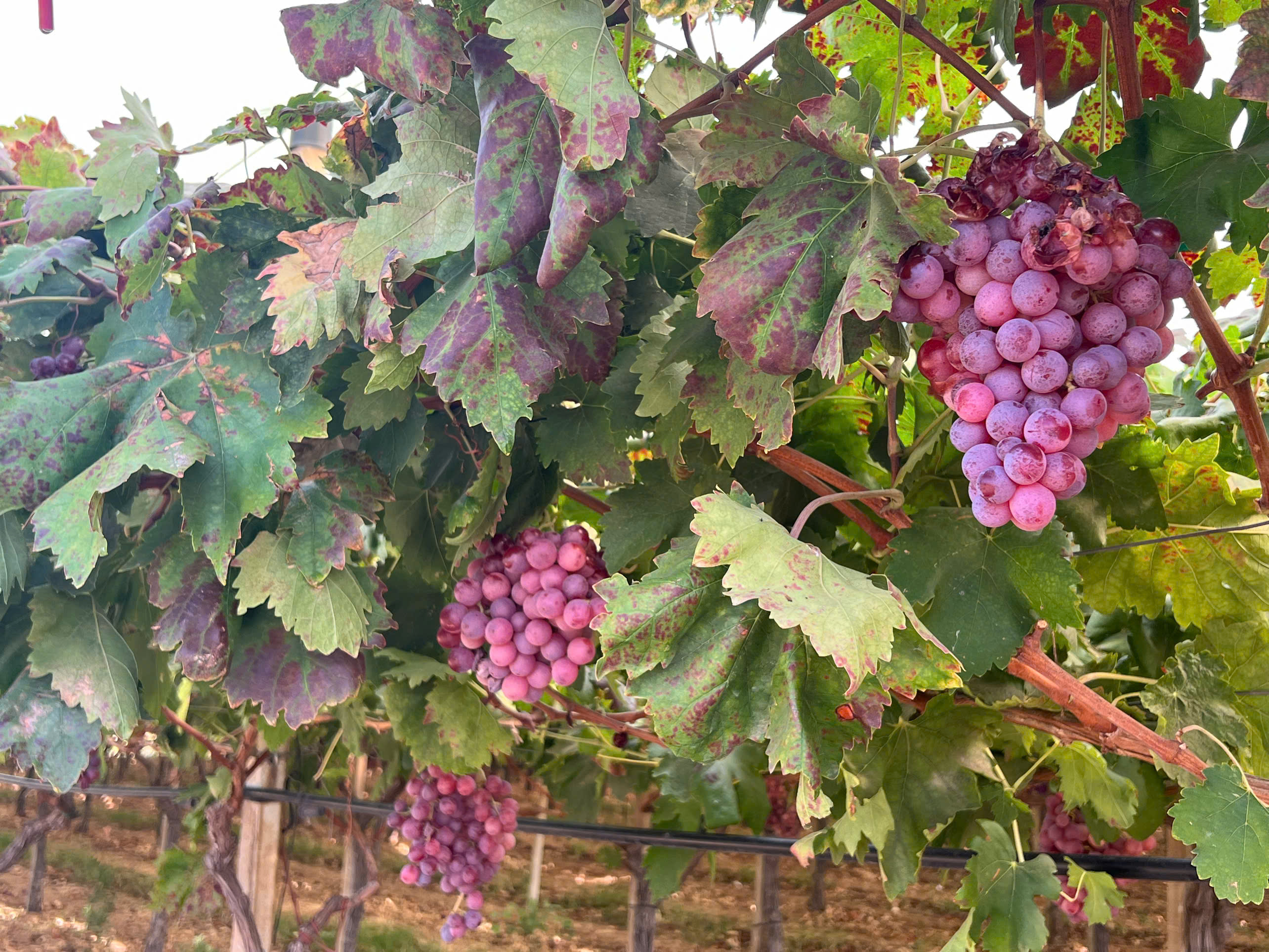 Italy’s fresh table grapes: The model for sustainable agriculture and food safety