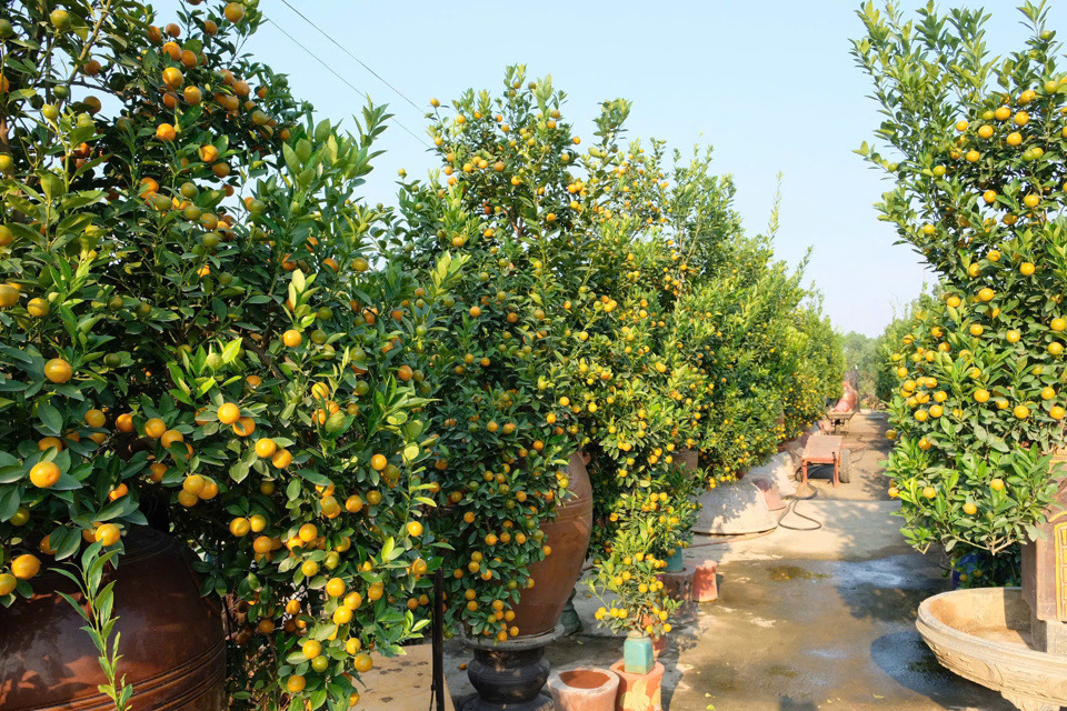 Hanoi's flower market flourishes ahead of Tet 2025