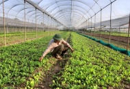 Hanoi prioritizes technology-based vegetable production