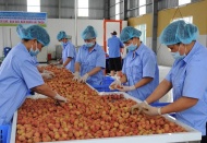 Vietnam has great opportunities in agricultural exports despite global turbulence