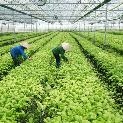 Vietnam In Need Of National Strategy For Veggie Exports To Eu