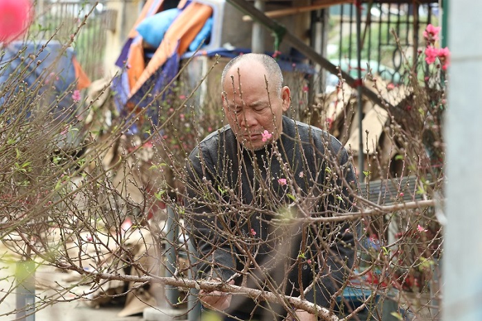 Why northerners often display peach blossoms during Lunar New Year